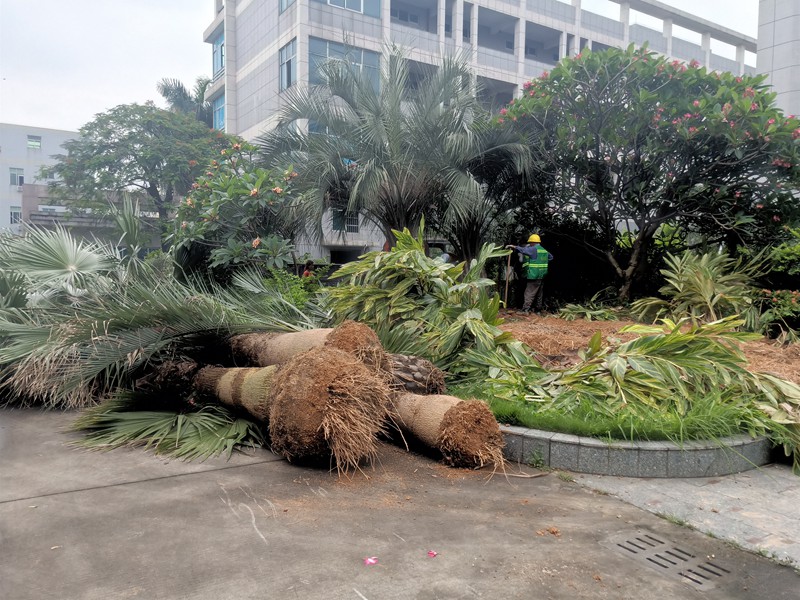 大树移植