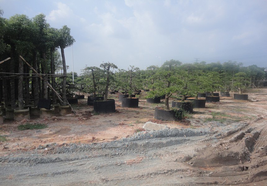 东莞园林绿化常用植物介绍