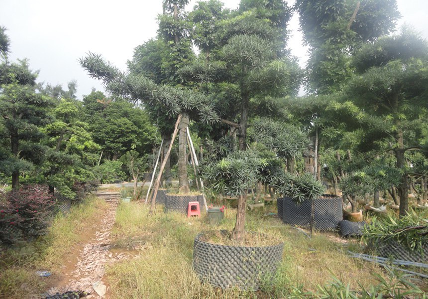 园林工程对古树名木迁移的注意事项