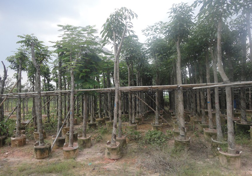 全国各地区园林景观适合种植的乔木类有哪些