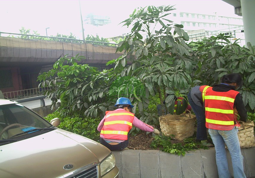 市政道路绿化养护