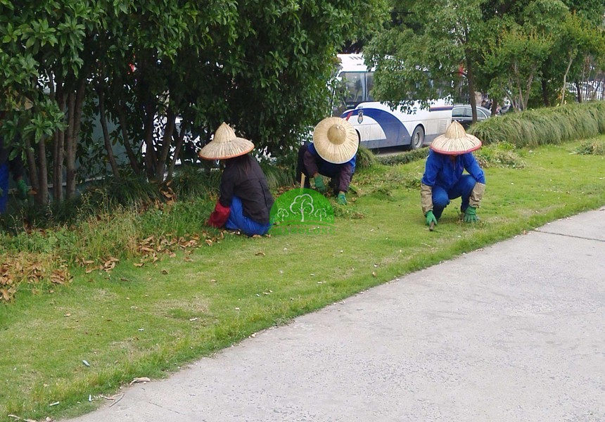 园林公司对草坪如何管理的