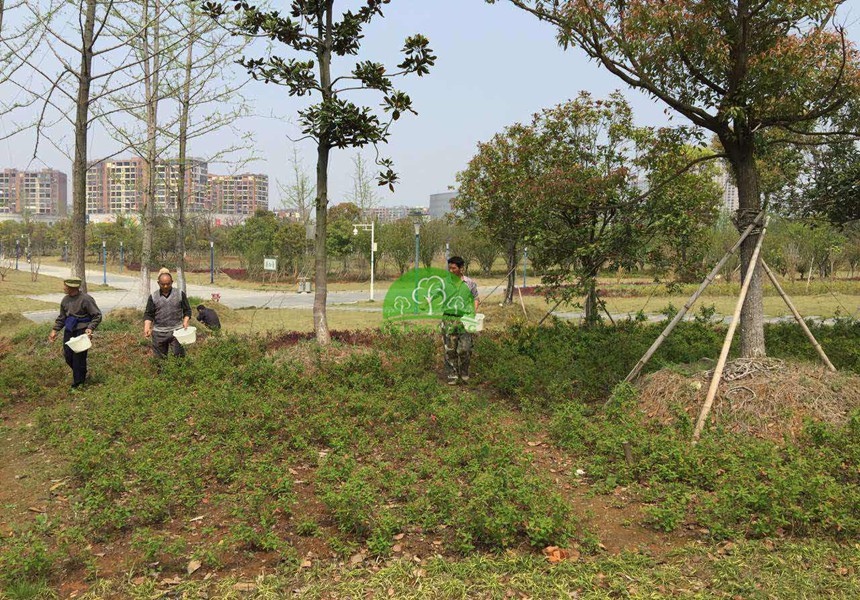 土壤影响着园林公司的植物生长