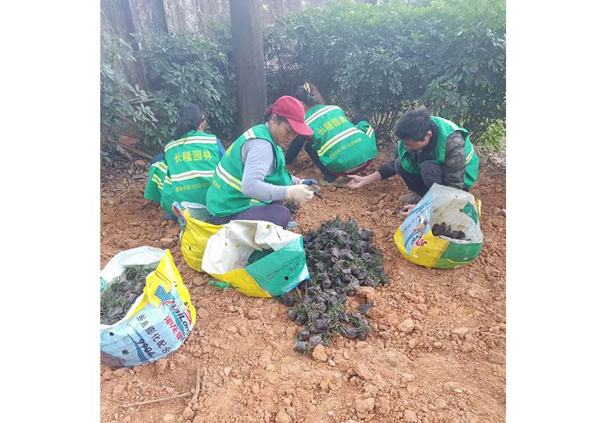 厂区植被补植