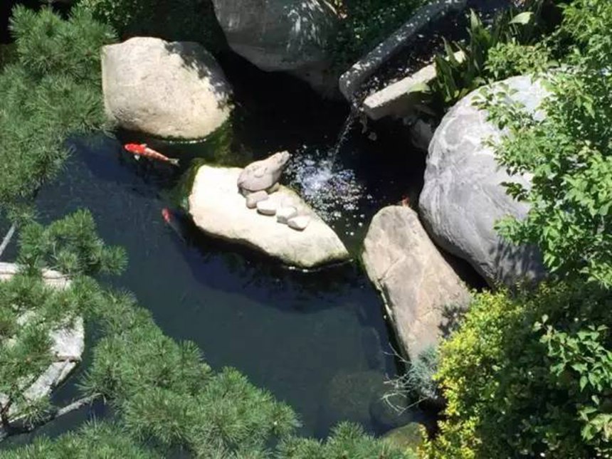 如果你有一个庭院,可以做个中国锦鲤鱼池